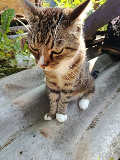 A tabby cat with white paws is sitting on a corrugated roof under natural sunlight. The cat is facing downwards and to the left, with its eyes mostly closed. The background consists of green foliage, wooden structures, and a blurred purple plank. The scene appears to be outdoors in a rural or backyard setting, possibly in Vitsebsk, Belarus, given the context. The overall atmosphere is serene.