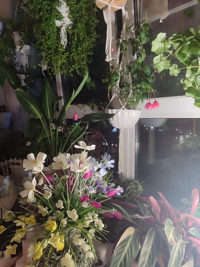 The image depicts a lush indoor garden scene, likely taken at night, evidenced by the darkness visible through the window. A variety of plants are featured, including:
* Hanging plants in macrame planters, one bearing pink fuchsia flowers.
* A bouquet of artificial flowers, showcasing white, yellow, purple, and pink blooms.
* A bird-of-paradise plant with broad green leaves.
* A Calathea ornata with distinctive striped leaves.
The plants are arranged on and around a windowsill. The location, Kotlas, Russia, is discernible from the nighttime cityscape visible through the window, although specific landmarks are not clear enough for precise geolocation. There are no people in the image. The setting suggests a domestic interior.