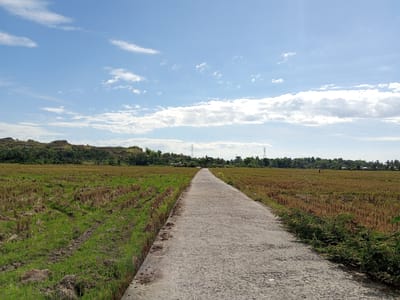 An asphalt road stretches into the distance, flanked by fields of harvested rice stubble on the right and freshly planted green rice shoots on the left. In the background, a line of trees marks the edge of the farmland, with a gently rolling, treed hill visible further back. The sky is a bright blue, dotted with scattered white clouds. Power lines and towers can be seen in the distance, suggesting the presence of human infrastructure. The overall scene depicts a rural landscape in Juliseutuy, Indonesia, likely after a rice harvest. There are no people or animals visible in the image.