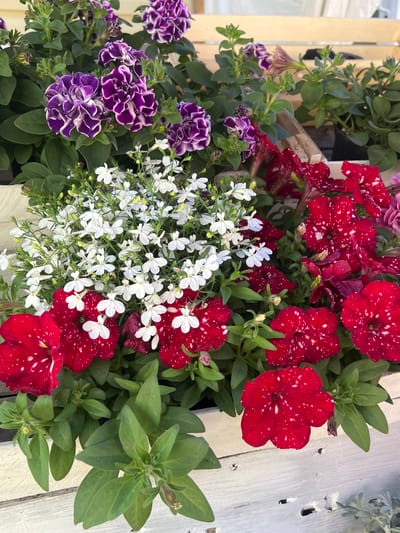 In Pereyaslavka, Russia, a close-up view captures a vibrant arrangement of flowers in a white wooden planter. The planter is filled with various types of petunias and lobelia. Prominently featured are deep red petunias with white speckles, resembling a starry night sky. Interspersed among them are ruffled purple and white petunias, adding a contrasting texture and color. Cascading from the planter are delicate clusters of small white lobelia flowers, creating a soft, airy effect. The background is blurred, hinting at a sunny outdoor environment, possibly a garden or a street stall. The wooden planter itself appears weathered, with visible grain and a slightly aged texture. The overall scene is a still life of natural beauty, showcasing a colorful and textured floral display.