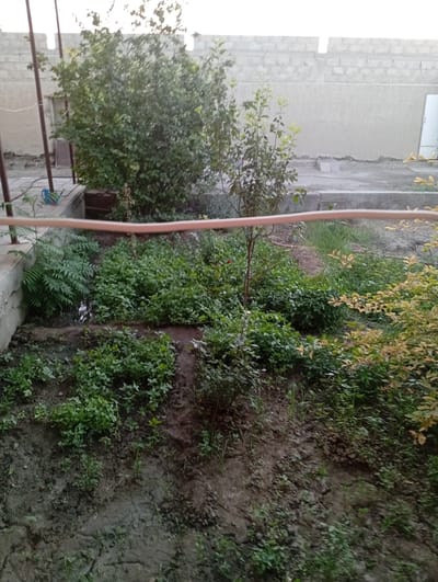 The image depicts an outdoor scene in a garden or backyard, likely in Shofirkon, Uzbekistan. The setting appears to be somewhat unkempt, with a variety of plants and rough terrain. In the foreground, the ground is a mixture of dark soil and patchy vegetation. Several small green plants are scattered across this area. A more densely vegetated section with larger, lush green plants occupies the middle ground. To the left, near a concrete wall, is a cluster of fern-like plants. Further back, a larger tree with dense green foliage stands prominently, with a smaller, thinner tree next to it.
The background features a light-colored wall, possibly made of concrete blocks, with some sections appearing weathered or damaged. A sliver of a door or large panel is visible on the far right. A light-colored, flexible tube, possibly a hose, runs horizontally across the middle of the image, separating the foreground and middle ground from the background. A wooden structure, possibly a bench or box, is visible behind the fern-like plants. There is a small blue watering can on a raised platform in the upper left corner.
The lighting suggests it is either early morning or late afternoon, with soft, diffused light. The sky is bright but not intensely sunny. There is no visible text in the image. The overall impression is of a functional, perhaps somewhat neglected, outdoor space in a rural or semi-rural environment. The activity taking place is not explicitly clear, but the presence of plants and a watering can suggests gardening or general yard maintenance.