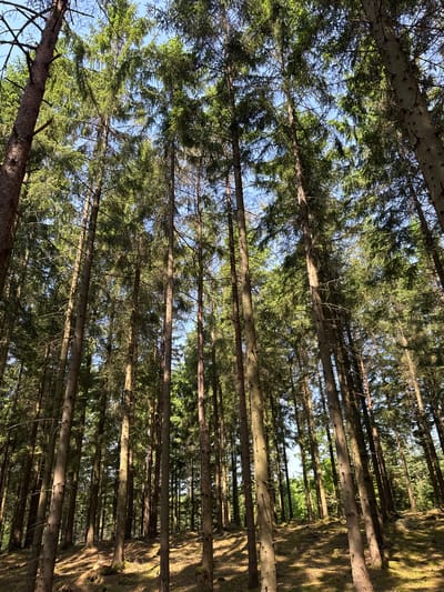 The image displays a dense coniferous forest, viewed from a low angle looking upwards through the tree canopy. Numerous tall, slender evergreen trees, likely spruce or fir, dominate the scene. Their light grey-brown trunks stretch vertically towards the sky, with most lower branches absent. The upper portions of the trees are covered in vibrant green needles, forming a thick, interwoven canopy that fills much of the frame.
Patches of clear blue sky are visible through the gaps in the dense foliage, indicating fair weather. Sunlight filters through the canopy, creating a strong play of light and shadow. Bright highlights illuminate parts of the tree trunks and the green needles, while deep shadows fall across other sections, suggesting a late morning or early afternoon time of day. The forest floor is partially visible at the bottom of the image, appearing textured with natural ground cover and marked by distinct sunlit patches and shadows. The trees appear to be growing in a somewhat organized pattern, hinting at a managed forest environment.
No people, man-made objects, or visible text are present in the image. The scene captures the tranquility and natural beauty of a forest, consistent with its location in Vessigebro, Sweden.