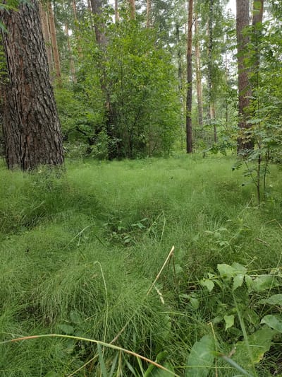 A forest floor in Lebyazh'e, Russia, is covered in lush, green horsetail grass and other low-lying vegetation. Tall pine trees with rough, brown bark form a dense canopy overhead, their trunks interspersed with smaller deciduous trees and shrubs. The light is diffused, suggesting an overcast or late afternoon sky. The scene is tranquil and natural, devoid of human presence or activity. The foreground is dominated by the thick green carpet of horsetail, with a few fallen twigs and leaves scattered amongst it. In the background, the forest continues with varying degrees of density.