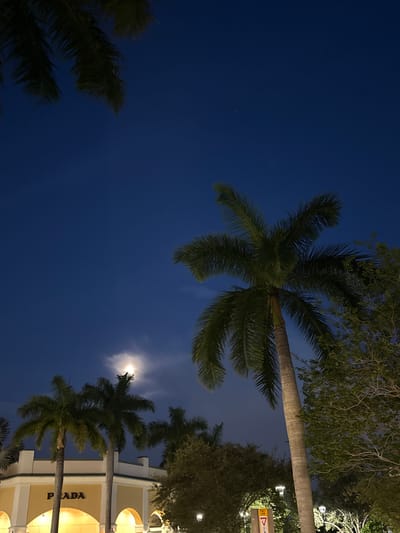 The image depicts a night scene in Sunrise, Florida, United States of America. The camera is pointed upwards, capturing several palm trees against a dark blue sky. A bright, hazy moon is visible behind one of the trees. A building with the word "PRADA" partially visible on its facade is also in the frame, suggesting a retail or commercial area. Other trees and foliage are present, adding to the tropical urban environment.