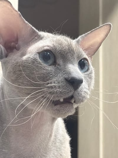 A close-up, headshot photograph depicts a light gray Siamese cat with large, piercing blue eyes, pointed ears, and prominent white whiskers. The cat's mouth is slightly open, revealing its teeth. The background is blurred and appears to be an indoor environment with neutral-toned walls. There is no indication of Bobrovo, Russia, or any specific city in the image.
