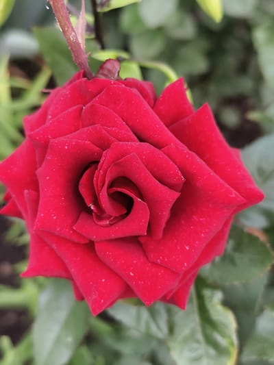 A close-up, overhead shot shows a vibrant red rose in bloom. The rose's petals are tightly furled in the center, gradually opening outwards. Tiny water droplets are scattered across the petals, suggesting recent rain or dew. The stem, visible at the top, is a deep reddish-brown and appears to have small thorns. The background is a blur of green foliage and darker earth, indicating an outdoor setting. No people are visible in the image. The specific location within Семилетка, Russia, cannot be determined from the visual information provided.