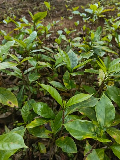 This image captures a close-up view of numerous green plants, likely young shrubs or saplings, growing densely in an outdoor setting. The scene is dominated by vibrant green foliage, with many leaves displaying an ovate to elliptical shape. Some leaves show minor discoloration, appearing with patches of yellowing or light brown spots, suggesting potential age, environmental stress, or minor disease. The stems of the plants are thin, brown, and mostly upright, supporting the clusters of leaves.
The background is softly blurred, indicating a shallow depth of field, and shows more of the same type of vegetation along with glimpses of dark, possibly moist soil or leaf litter on the ground. The lighting appears diffused and even, suggesting either an overcast sky or that the plants are situated in partial shade during the daytime. There are no people, animals, or man-made objects visible in the frame, focusing entirely on the natural botanical subject. No discernible activity is taking place, presenting a static snapshot of the plant life. There is no visible text in the image. Given the context of Chilanga, Zambia, these could be local plant species cultivated in a nursery or garden.