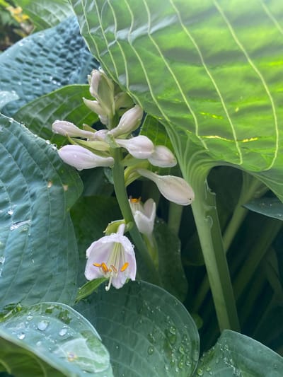 This is a close-up, horizontal, eye-level shot of hosta flowers and leaves after a rain shower. The scene is dominated by lush, green foliage and delicate, pale white flowers. Several hosta leaves, large and veined, frame the central subject. Water droplets glisten on the surfaces of the leaves, indicating recent rain.
The main focus is a stalk of hosta flowers, some still in bud and others partially opened. One flower in the mid-ground is fully open, revealing its trumpet shape and bright yellow-orange stamens. The buds are elongated and pointed, with a soft, translucent quality. The greenery surrounding the flowers is deep and varied in texture, with some leaves appearing smooth and others having a more textured, almost rippled surface. The overall impression is one of natural beauty and freshness, enhanced by the post-rain atmosphere.
The lighting suggests it might be daytime, possibly overcast or the sun is diffused by the dense foliage. There are no people or visible text. The location context is Pointe-Claire, Canada, which is a suburban area known for its residential gardens. The image evokes a sense of tranquility and the quiet beauty of nature.