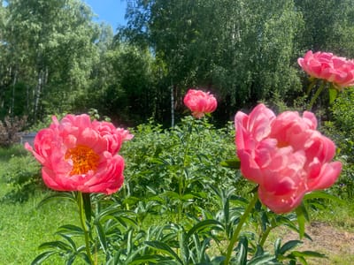In Kostiunino, Russia, a close-up view showcases several vibrant coral peonies blooming in a garden on a sunny day. The foreground is dominated by three peonies, with the largest and most detailed flower on the left, revealing its intricate petals and bright orange stamen. To its right, another peony is partially visible, and a third, out-of-focus peony is in the lower right corner. Behind the flowers, lush green foliage and grass create a natural backdrop. In the distance, a dense forest of trees, including birch trees with their distinctive white bark, forms a verdant wall under a clear blue sky. The lighting suggests midday, with strong sunlight illuminating the scene.