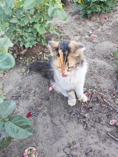A calico cat with patches of black, orange, and white fur sits on the dirt ground outdoors. The cat is looking down and to its left, with its pink tongue sticking out as if licking its nose. Its fur is fluffy, especially around its neck. The cat has distinct tabby markings on its head and tail.

The setting appears to be a garden or park, with a rose bush to the left of the cat and a patch of green foliage with a small orange flower to the top right. Scattered on the ground are fallen rose petals in shades of pink and red, as well as some dried flower petals. The ground is composed of dark, loose soil with some small green weeds growing through it. A few rose leaves are also visible on the ground.

The lighting suggests it is daytime, possibly late afternoon, given the soft light. The overall mood is peaceful and natural. No text is visible in the image.