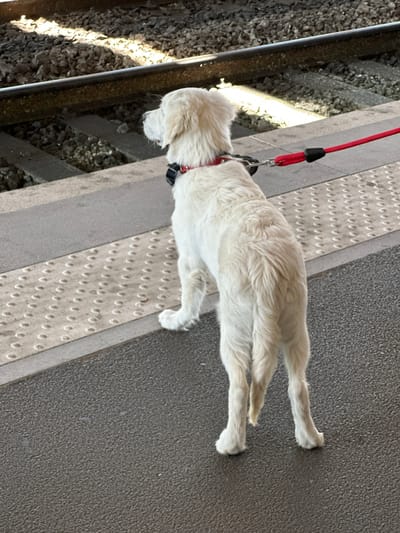 A light-colored dog with a red collar and leash is lying down on a textured surface next to a railway track. The dog appears to be relaxed. The setting suggests an outdoor location, possibly a train station platform, given the presence of the tracks and the textured surface that looks like tactile paving. The lighting indicates it is daytime, with shadows suggesting the sun is present, but the weather is not explicitly discernible. There is no visible text in the image. The image is taken from a high angle, looking down at the dog. The dog's fur is fluffy and appears clean. The leash is red and has a black clip. The railway tracks consist of ballast and metal rails. The textured paving has a pattern of raised circles. The ground next to the paving is a rough, dark gray asphalt.