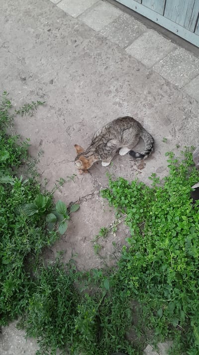 A domestic cat with tabby markings and white paws is crouched on a cracked concrete surface, appearing to be eating from the ground. The cat is positioned near a patch of dense green ground cover and in the background, a light blue wooden fence is visible. The scene is likely outdoors in a residential area of Novhorod-Siverskyi, Ukraine.