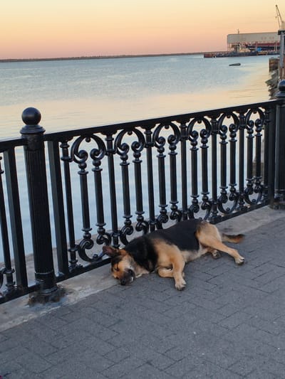 A German Shepherd mix dog sleeps on a paved walkway next to a black wrought iron fence. The dog is lying on its side with its head resting on the ground. Its fur is black and tan. The fence has decorative scrollwork. Beyond the fence is a calm body of water, likely a bay or sea. The sky above is a pale orange and pink, suggesting either sunrise or sunset. In the distance, across the water, a large industrial building with a crane is visible. The ground is made of dark gray interlocking pavers arranged in a herringbone pattern.