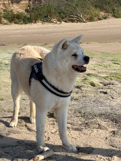 The image captures a medium-sized, white dog standing on a sandy terrain, likely near a beach or coastal area, given the location context of Wissant, France. The dog is positioned centrally and is the primary subject, with its head turned upwards and mouth open, as if panting or barking. It wears a black harness with reflective stripes and a small patch of fabric that has visible white text. The ground beneath the dog is a mixture of sand and sparse, dry vegetation. In the background, a dirt path or sandy clearing is visible, bordered by more vegetation and a rocky outcrop. A piece of driftwood lies near the dog's hind legs. The lighting suggests it is daytime, possibly late afternoon or early morning due to the long shadows cast by the dog and the texture of the ground. The overall impression is one of an outdoor activity, likely a walk or exploration in a natural, possibly windswept, environment. The dog appears energetic and engaged with its surroundings.