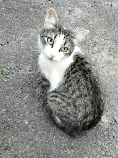 A grey and white cat with green eyes sits on a dark grey asphalt surface. The cat is facing the camera and is curled up. The background is a continuous asphalt surface with small stones and a few blades of grass on the left side. The image was taken in the city of Shchastia, Ukraine.