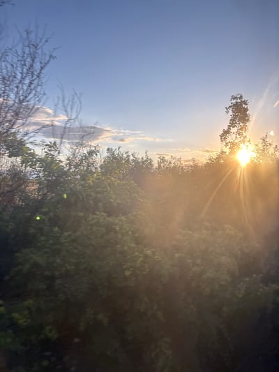 The image depicts a sunset over a wooded area, likely on the outskirts of Naiden Gerovo, Bulgaria. The sun is low on the horizon, casting a warm, golden light through the trees and creating lens flare effects. The sky is a clear blue, transitioning to lighter shades near the horizon where the sun is setting. Silhouetted against the bright sky are various trees and foliage, some with bare branches and others covered in green leaves. The foreground is dominated by dense, lush green bushes and trees, obscuring the ground. The overall impression is one of natural beauty at dusk.