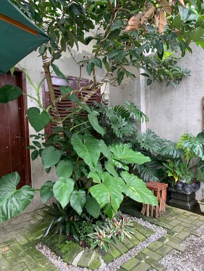 This image displays an outdoor, heavily vegetated corner within a property in Kota Batu, Indonesia. A rough, light gray stucco wall forms the right and back boundary, meeting an older, lighter-colored wall on the left featuring a partially visible dark brown wooden double door or shuttered window. The ground is covered with herringbone-patterned brick pavers, partially obscured by moss, and interspersed with gravel strips. A dark green fabric awning is visible in the upper left. Dominating the foreground is a large tropical plant with numerous vibrant green, heart-shaped leaves, which appears to be climbing a tree behind it. The tree's woody trunk and branches are wrapped in a spiraling white material, and it features medium-green foliage with some dried brown leaves. Other dense tropical plants, including those with deeply lobed leaves and smaller variegated foliage, fill the surrounding space. A rustic wooden stool, made of irregular logs, rests on the pavers. In the lower right, an ornate dark concrete planter contains additional plants, some still in black nursery bags. White electrical conduit runs along the left wall. No people or active interactions are observed.