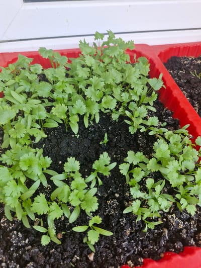 In the city of Katowice, Poland, an overhead shot captures young cilantro seedlings growing in a red plastic planter. The planter is filled with dark soil, and a dense cluster of bright green, feathery leaves dominates the foreground. The leaves are serrated and arranged in a radial pattern. The planter sits on a light-colored surface, possibly a windowsill, with a blurred white structure in the background, suggesting an indoor or semi-enclosed setting. A second red planter, partially visible to the right, contains soil and a few emerging seedlings, indicating a series of plantings or a larger gardening effort. The lighting is natural and appears to be coming from above and slightly to the left, casting soft shadows on the soil and highlighting the vibrant green of the plants.