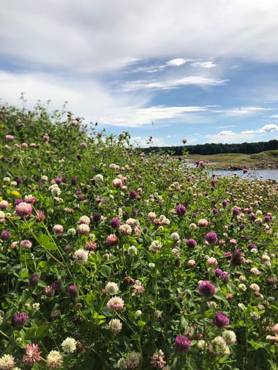 The image depicts a vibrant field of clover flowers, predominantly white and pink with some purple blooms, growing along the bank of a body of water. The water appears to be a river or lake, with a wooded treeline visible on the far bank. The sky is a bright blue with scattered white clouds. The scene is bathed in natural sunlight. There are no people visible in the image. This natural landscape is characteristic of the environment found in and around Svirstroy, Russia, known for its rivers and surrounding forests.