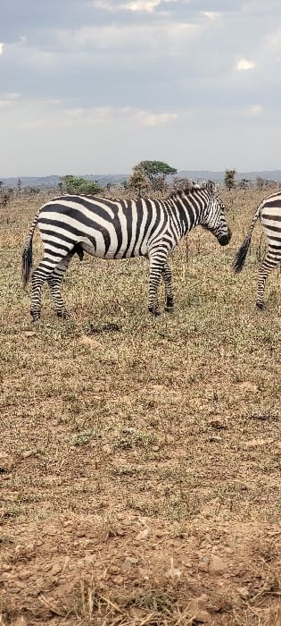 The image displays a savanna landscape, identified as the vicinity of Thorn Tree Tented Camp, Tanzania. A full-bodied zebra stands prominently in the left-center, facing right with its head lowered towards the ground, suggesting grazing. The animal exhibits distinct black and white stripes across its body and legs. To the far right, the hindquarters and tail of a second zebra are visible. The foreground and mid-ground consist of dry, sparse yellowish-brown grass interspersed with patches of reddish-brown soil and small rocks. In the background, scattered green and dry trees and shrubs dot an undulating terrain. The sky above is overcast with light grey and white clouds.