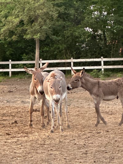 Three donkeys are standing in a pen. Two donkeys are standing close together in the center of the frame, facing forward. The donkey on the left is light brown and has its ears pointed up. The donkey in the middle is a lighter shade of gray and has its mouth open. The third donkey is on the right side of the frame, facing left and looking towards the other two. It is a darker brown color and appears to be a juvenile. The ground of the pen is covered in dry straw and dirt. In the background, there is a white wooden fence and a dense forest. The image appears to be taken outdoors during the daytime. The location is not within the city of Kerenite, Bulgaria.