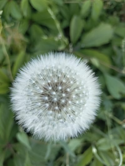 A close-up, vertical shot focuses on a dandelion seed head against a blurred background of green foliage. The dandelion is spherical and predominantly white, with numerous feathery seeds radiating outwards. The center of the seed head is a darker, more intricate pattern of the developing seeds. The surrounding leaves are out of focus, creating a soft green backdrop that highlights the delicate structure of the dandelion. There is no evidence of human presence, specific structures, or any indication of the location being in Kudashivka, Ukraine.