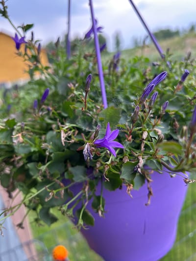 A close-up shot shows a purple hanging planter filled with lush green foliage and small purple flowers. A single purple flower, open and star-shaped, is prominent in the foreground, while numerous buds are also visible. The planter itself is a vibrant purple. The background is blurred, but suggests an outdoor setting with a yellow building on the left and a green, possibly grassy, area beyond a wire fence. The sky is overcast. The overall impression is of a garden or balcony setting. The image was taken in Haaslava, Estonia.