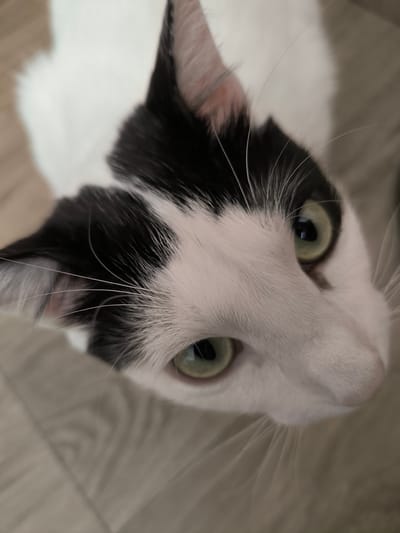 A close-up, top-down shot shows the face of a black and white cat. The cat's head is tilted upwards, with its green eyes looking directly at the camera. The cat has white fur on its face, with black markings around its ears and eyes. Long white whiskers extend from its muzzle. The background is a blurred, light-colored surface that appears to be a floor. This image was taken in the Municipal Unit of Acharnes, Greece.