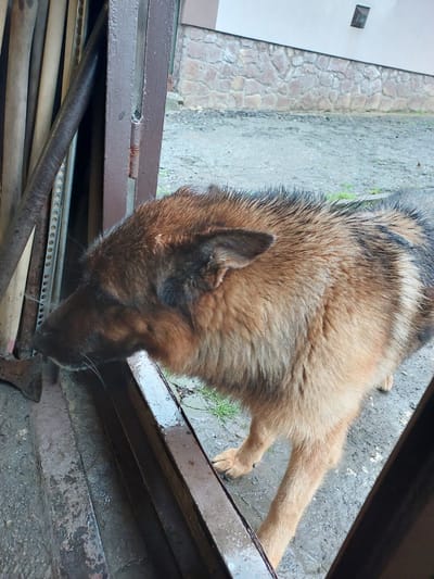 A large, tan and black German Shepherd dog is captured from an elevated perspective, looking downwards into an outdoor area. The dog's head is tilted, suggesting it is sniffing or observing something beneath a prominent, rusty dark brown metal structure that occupies the foreground. Its fur appears slightly damp, particularly on its back and around its head.
The background features a textured stone wall made of light-colored, irregular blocks, bordering a paved or concrete ground with sparse patches of green grass. To the far left, a portion of a white wall or building with a small, dark rectangular opening is visible. Underneath the metal structure in the immediate foreground, a collection of items is stored, including various rusty metal pipes, wooden handles, and a perforated metal strip, with what appears to be the head of an axe partially visible.
The scene is set outdoors during daytime, likely under overcast conditions or soft light, as no strong shadows are present. The ground and metal surfaces exhibit a damp sheen, indicating recent moisture. The location appears to be a utilitarian or backyard space, characterized by the stone wall, paved ground, and stored tools. There is no visible text in the image. The dog's demeanor suggests curiosity or focused attention on whatever lies below the metal structure in Mshanets, Ukraine.