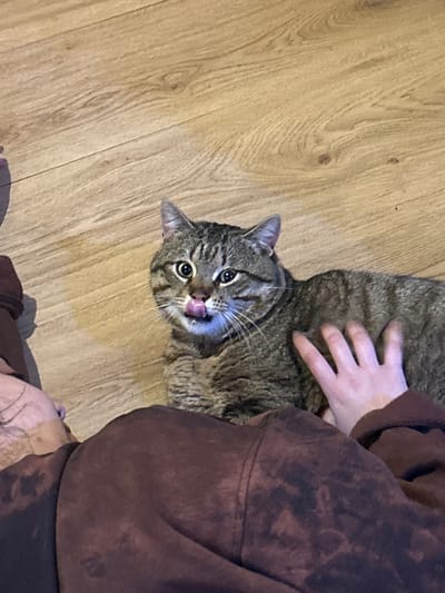 In Brusen, Bulgaria, an indoor scene features a domestic short-haired tabby cat lying on a light-colored wooden floor. The cat, exhibiting brown, grey, and black striped fur, is positioned with its head turned towards the viewer, its mouth slightly open, and a pink tongue extended, licking its upper lip. Its eyes are wide and rounded. A human hand, with pale skin, is visible petting the cat's midsection. The hand originates from a person partially visible in the lower foreground, wearing a dark brown garment with an irregular, possibly tie-dye or distressed, pattern.