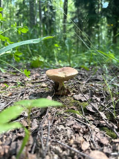 A single brown-capped mushroom, its stem partially obscured by fallen leaves and twigs, stands in focus on the forest floor. The background is a blurred expanse of green foliage and trees, suggesting a natural woodland environment. The scene is set in the city of Kartmazovo, Russia.