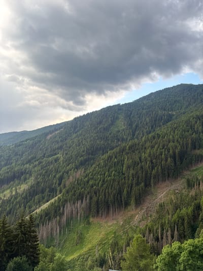 The image captures a vast, densely forested mountainside in Freienfeld - Campo di Trens, Italy. The scene is dominated by numerous evergreen trees covering the steep slope, with a pathway or clearing visible winding through the foliage. Some areas show evidence of dead or dying trees, appearing as lighter, bare trunks interspersed with the green canopy.
The sky is partially filled with dramatic, heavy gray clouds that obscure much of the sun, suggesting overcast or stormy weather. A sliver of brighter sky, possibly indicating the sun breaking through, is visible near the crest of the mountain. The lighting is muted, casting a slightly somber or dramatic mood over the landscape.
The perspective is from an elevated viewpoint, looking down and across the mountainside. No people or specific objects are clearly discernible, and no text is present in the image. The time of day is not precisely determinable but the cloudy conditions suggest it could be late morning or afternoon. The overall impression is one of a rugged, natural environment with a sense of scale and the raw beauty of the alpine terrain.