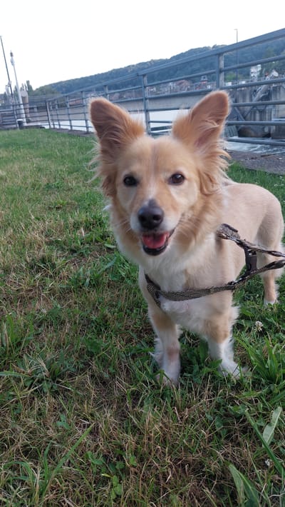 A light brown, medium-sized dog with large ears and a black and white patterned harness stands on a grassy area. The dog is facing the camera with its mouth slightly open, and its tongue is visible. In the background, there is a body of water, a metal fence, and a dam or lock system. Buildings are visible on the far side of the water, and a treeline is visible on a hill in the distance. The sky is overcast. The scene appears to be a public area along a river or canal.
