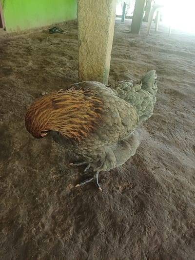 A single chicken, displaying brown and black striped plumage on its head and neck and grayish-blue feathers on its body, stands on a dark brown, textured packed earth ground. The chicken's head is bent downwards, and one dark eye is visible. Its dark gray legs, terminating in yellowish-white claws, are visible on the ground. A rough, light brown-gray vertical pillar is positioned directly behind and to the left of the fowl. A light green painted wall is partially visible in the upper left background. The upper right background features indistinct vertical supports and blurred white objects, illuminated by a strong light source. This scene is located in Cotorra, Colombia.