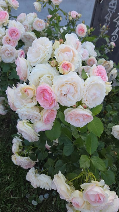 A cluster of pale pink and white roses is in full bloom, filling the frame of the image. The roses are varied in their openness, with some tightly furled buds and others fully bloomed, revealing layers of delicate petals. The backdrop consists of a grey, textured wall with some graffiti visible on the upper right side. Lush green leaves surround the roses, providing a natural contrast to the blooms and the wall. The ground beneath the roses is covered in grass and fallen petals. The scene appears to be in an outdoor urban setting in the city of Pivdenne, Ukraine, likely a garden or a decorative planting area adjacent to a building. No people are present in the image.