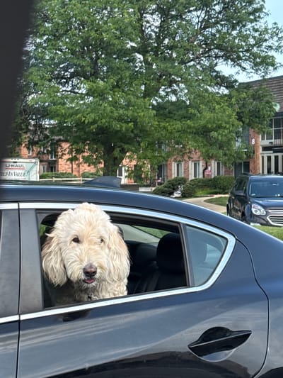A light-colored dog with curly fur is looking out the open window of a dark-colored car. The dog's head and shoulders are visible, with its tongue slightly sticking out. The car is parked in front of a brick building with multiple windows and balconies. A large tree with green leaves is behind the car and building. A U-Haul truck is parked to the left of the building. The sky is visible above the trees and building. This image was taken in Naperville, United States of America.