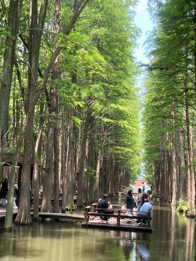 The image shows a waterlogged cypress forest, likely in Xinghua, China, given the unique landscape and known location of such forests. People are seated on a floating platform that appears to be integrated with the trunks of the cypress trees. The platform allows for seating and possibly eating, as there is a suggestion of objects on the surface in front of them. The trees form a dense canopy of light green foliage overhead. Reflections of the trees and sky are visible in the water.