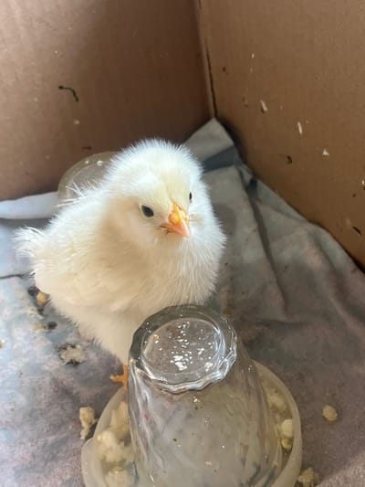 The image depicts a fluffy, light yellow chick in a cardboard box. The chick is facing the camera, with its head slightly tilted. Its eyes are dark and beady, and its beak is orange. The chick is standing on a crumpled gray cloth, with two small, clear plastic feeders in front of it. The feeders appear to contain white feed. There are specks of white material scattered on the cloth and on the feeders. The background of the image is the brown cardboard of the box. The scene appears to be indoors. There are no people visible in the image. The image is a close-up shot, focusing primarily on the chick and its immediate surroundings. There is no information in the image to suggest the location is in the city of Большой Кукмор, Russia.