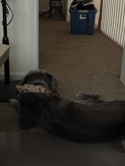 A gray shaggy dog lies on a brown carpet near a wall and dark floor. The dog wears a patterned bandana around its neck. A blue storage bin and a vacuum cleaner sit near a white banister in the background. Part of a microphone and stand are visible in the foreground.