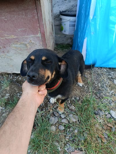 In Novoselytsia, Ukraine, a medium-sized black and tan dog stands on a gravel and grass ground, looking to its left with a relaxed expression. A person's hand is gently holding its chin. The dog is wearing a red and green collar. Behind the dog, a weathered wooden structure with peeling red paint is visible on the left. To the right, a large blue tarp is partially obscuring a white bucket. The overall setting appears to be an outdoor area, possibly a yard or storage space.
