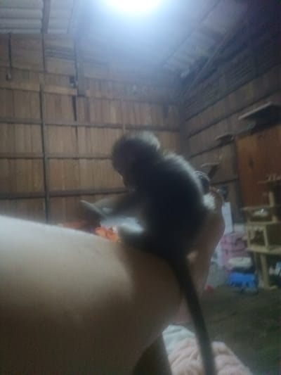 A small, dark-furred monkey is captured in a close-up, perched on what appears to be a person's forearm or upper leg, which extends into the lower-left foreground. The monkey's back is partially visible, with its tail extending downwards.
The scene is set indoors, within a room featuring walls constructed from light-toned wooden panels, arranged horizontally. These wooden elements give the room a rustic or traditional appearance. In the background on the right, some indistinct wooden furniture or shelving can be seen, alongside other blurry domestic items, including a pink object (possibly a blanket or cushion) and a blue item on the floor.
A very bright, overexposed light source dominates the upper-center of the frame, creating significant lens flare and glare. This intense illumination suggests either strong natural light entering the room or a powerful artificial light source. The overall image has a soft focus, contributing to its somewhat dreamy quality.
The activity shows the monkey comfortably resting on the person's limb, indicating a moment of quiet interaction or companionship. Given the location context of Ban Tai, Thailand, the wooden interior architecture aligns with local building styles. No text is visible in the image. The time of day is difficult to ascertain due to the intense light source, which could be either daylight or artificial illumination in an evening setting.