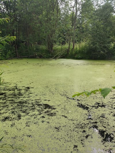 A wide shot captures a stagnant pond covered in thick green duckweed, with scattered patches of darker muck visible beneath the surface. The pond is surrounded by lush green trees and foliage, creating a dense, natural backdrop. Several fallen branches lie partially submerged in the water, adding to the overgrown, wild aesthetic. The scene appears to be located in or near the city of Venyukovo, Russia. There are no people or animals visible in the frame.