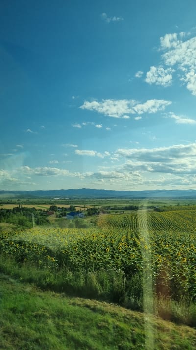 The image captures a vast sunflower field stretching towards a distant horizon under a bright blue sky dotted with white clouds. The field is meticulously planted in rows, creating a textured pattern of green foliage and yellow sunflower heads. In the middle ground, a cluster of houses with blue roofs is visible amidst scattered trees and other fields. The background features rolling hills and mountains, suggesting a rural landscape. The foreground consists of a grassy embankment, indicating the viewpoint is from a slightly elevated position, possibly alongside a road or elevated path. The scene appears to be set in the area of Fântâna Mare, Romania, given the characteristic landscape and agricultural fields.