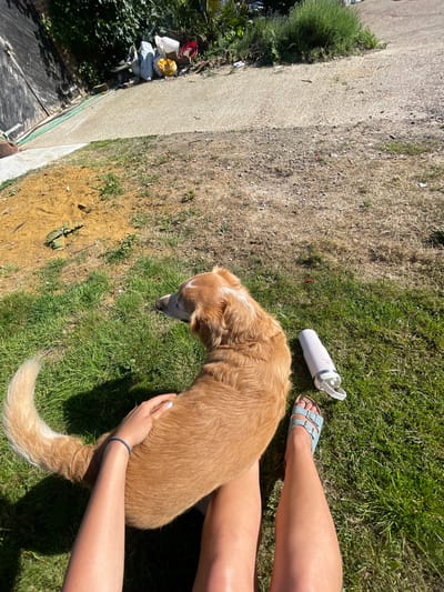 A medium-sized, light brown dog with a white stripe on its head is standing on green grass. A person is kneeling next to the dog, with their right arm around its back and left arm near its tail. The person is wearing blue sandals and has tanned legs. A white water bottle is lying on the grass near the person's feet. A concrete wall is visible on the left side of the image, with some vegetation and debris near its base. The location is in Ashford, United Kingdom.