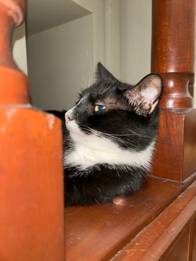 The image shows a black and white cat with a distinctive blue eye, partially hidden behind a wooden post in an indoor setting. The cat is lying down on a wooden shelf. The wooden post is part of a bookshelf. The cat appears to be alert and is looking to the left. The image's background is out of focus, suggesting a shallow depth of field. The image is likely taken from a residential area in Santo Domingo, Dominican Republic, based on the provided coordinates. The coordinates place the location in the Santo Domingo metropolitan area, likely in a residential neighborhood. The scene is captured at an eye level perspective, allowing for a close-up view of the cat's face and the surrounding environment.