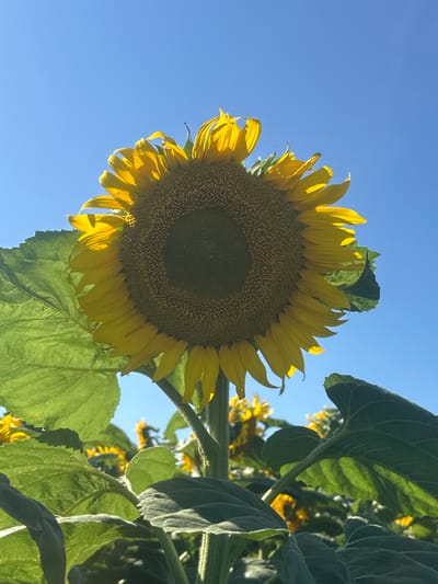 A close-up, low-angle shot of a single sunflower in a field under a clear blue sky. The sunflower is in full bloom, with bright yellow petals and a dark center. Large green leaves frame the flower, and other sunflowers are visible in the background, out of focus. The scene appears to be outdoors in a rural area. The location is Kolobar, Bulgaria.