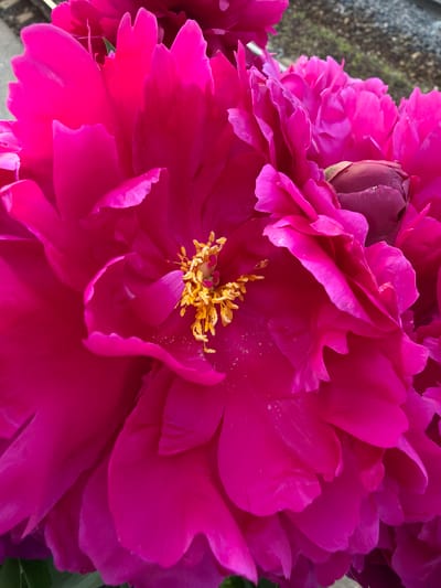 A close-up, outdoor, eye-level shot features a vibrant pink peony flower. The focus is on the intricate details of the petals, which exhibit a ruffled texture and vary in shade from deep magenta to brighter pink. In the center of the flower, a cluster of golden-yellow stamens is visible. Partially obscured on the right side of the image is a dark pink, unopened peony bud. The background is out of focus, showing a blurred texture that could be pavement or gravel. The image does not depict any people or specific identifiable landmarks of Solnechnogorsk, Russia.