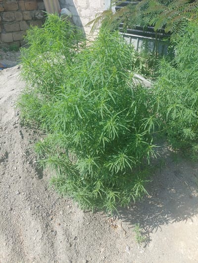 This is a photograph taken outdoors in Sisavan, Armenia. The scene is dominated by a large, bushy green plant with many narrow, feathery leaves. The plant is growing in a sandy area, and its shadow is cast on the ground. To the left of the plant, there is a brick wall and some fencing. The lighting suggests it is daytime, likely mid-morning or afternoon, with bright sunlight causing distinct shadows. The overall impression is one of a natural setting, possibly a garden or an undeveloped area. There is no discernible text in the image.