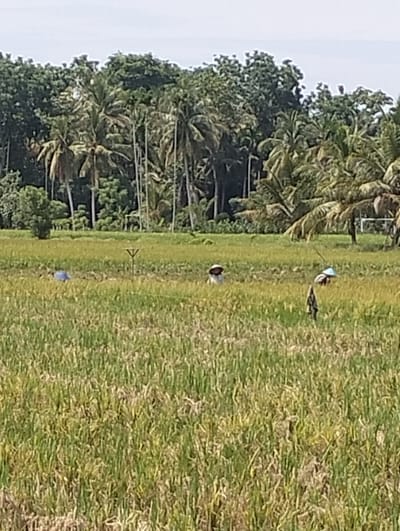 The scene depicts a rural landscape near Uleegajah, Indonesia. In the foreground is a rice paddy field, filled with tall stalks of ripening rice. In the field, two people wearing traditional conical hats are discernible amidst the vegetation. An additional figure is also present in the field. Behind the rice field, a dense row of coconut palm trees and other tropical foliage forms a verdant backdrop. The sky is overcast and hazy.