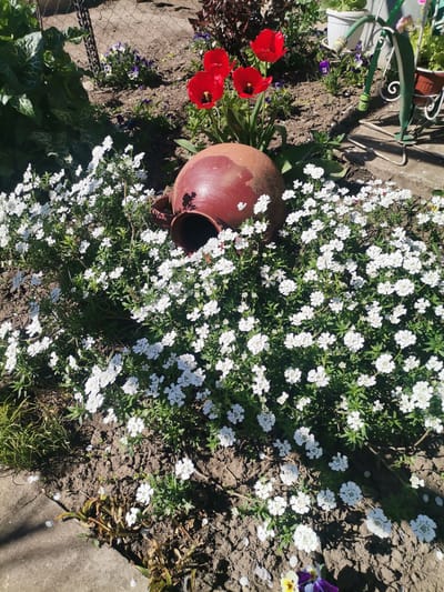 The image depicts a garden scene, likely in the city of Pobeda, Bulgaria, showcasing a variety of plants and decorative elements. A large, brown clay pot lies on its side, partially surrounded by a dense cluster of small white flowers, possibly candytuft. Behind the pot, several red tulip flowers stand upright. The ground is soil, and in the background, there are more plants, including some with purple and white flowers. A section of a chain-link fence and a green metal plant stand are also visible in the background. The scene is well-lit, suggesting it is daytime.